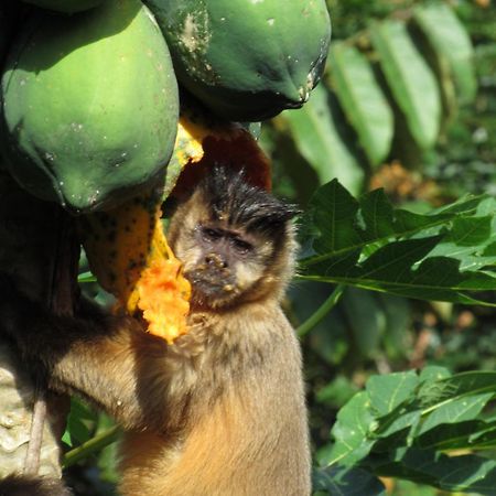 Cantos Da Mata Chapada dos Guimarães Kültér fotó